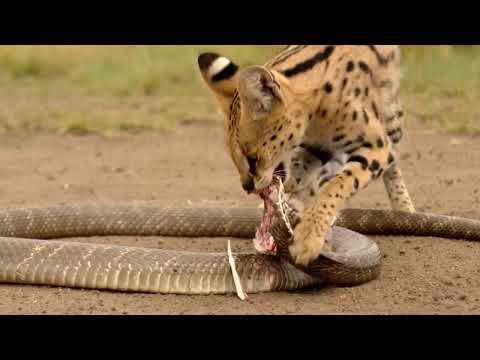 Serval Outsmarts King Cobra And Finishes The Fight Clean