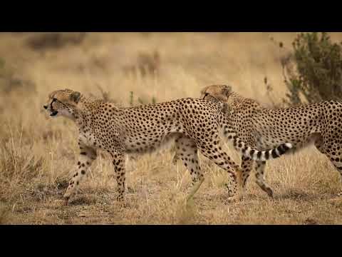 Honey Badger Turns The Cheetah Into A Panicking Rookie