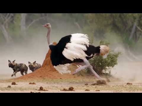 She Screamed She Kicked She Refused to Lose Them