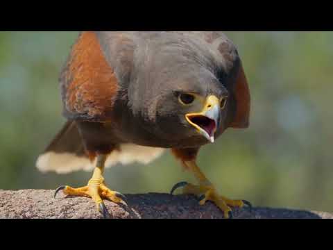No Snake Alive Can Reach This Roadrunner