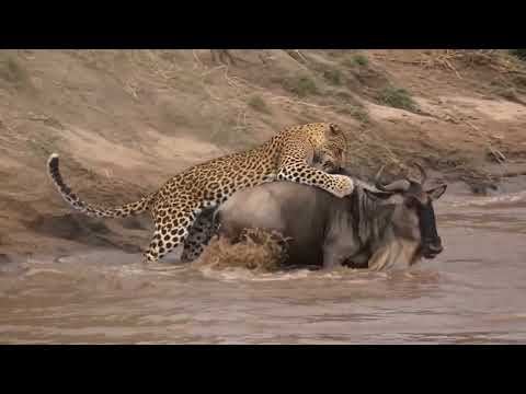 Wildebeest Formed a Wall and Left the Leopard With No Way