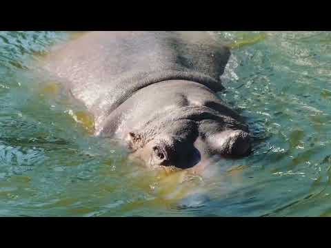Black Mamba Venom Kills a Giant Hippo
