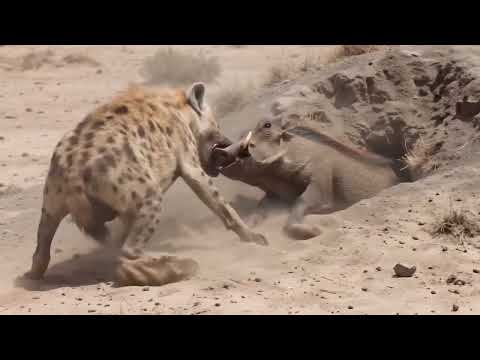 Don t Underestimate the Warthog EVER