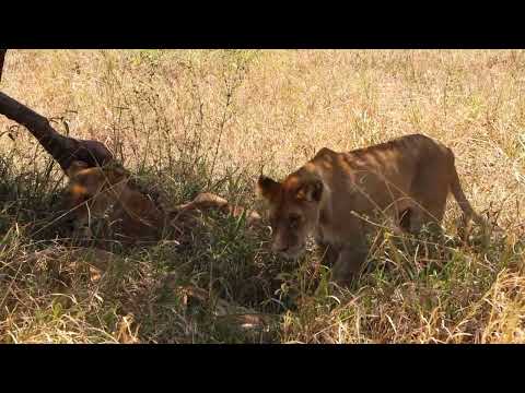 Lions Thought It Was Easy Until The Honey Badger Fought Back