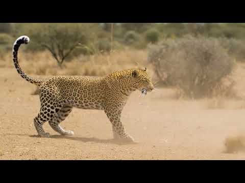 Two Warthogs Turn The Tables On The Leopard