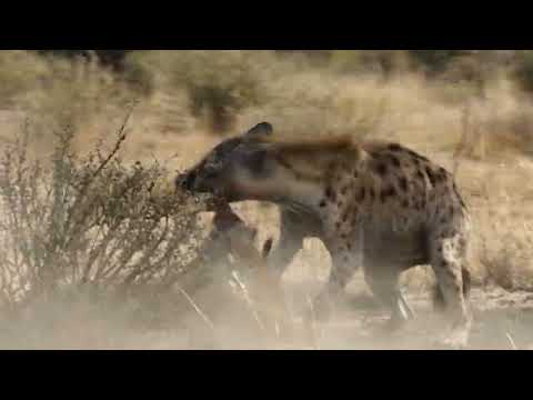 The Hyena Expected Panic But the Meerkats Answered with