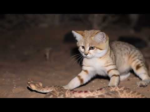 Rattlesnake Attacks Sand Cat Kittens and Regrets It