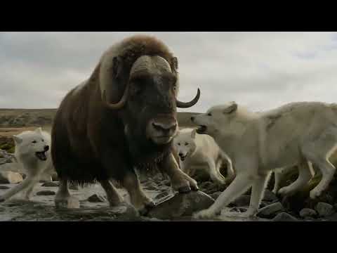 When a Musk Ox Totally Flips the Script Against Wolves