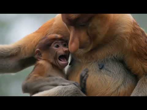 Unbelievable Moment Monkey Jumps Over Crocodile Jaws