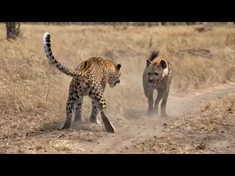 Honey Badger Grabbed a Leopard Cub and Chaos Broke Out