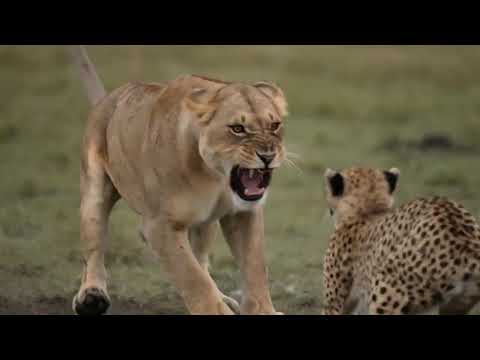Eight Cheetahs Corner the Lioness Who Started It All