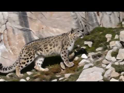 Mountain Goats Outsmart Predators on the Steepest Cliffs