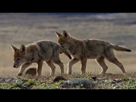 A 200 IQ Hare Humiliates A Starving Coyote