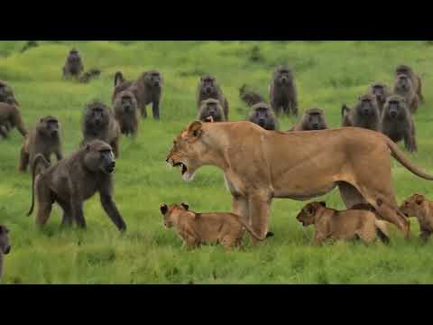 Baboons Steal Lion Cubs and Run Mother in Full Pursuit