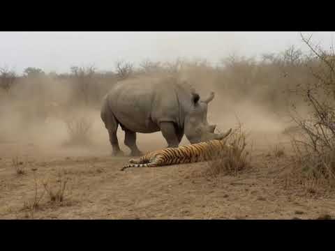Tiger Pays The Price After Losing Against a Rhino
