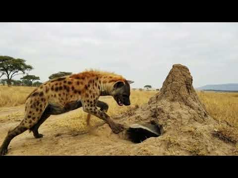 Honey Badger Keeps Biting And The Hyena Finally Backs Off