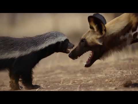 Honey Badger Stole Their Pup But They Woke Up