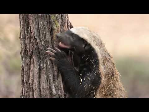 Honey Badger Turns the Tables on the Secretary Bird