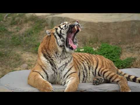 Crocodile Ambush Leaves No Chance for the Cubs