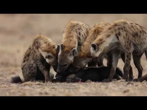 Hyena Pack Turns the Tables on a Honey Badger