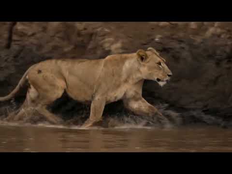 Lioness Tried to Climb Straight Out of Hell While