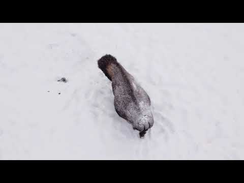 Double Danger Rapids Below Wolf Above Full Episode