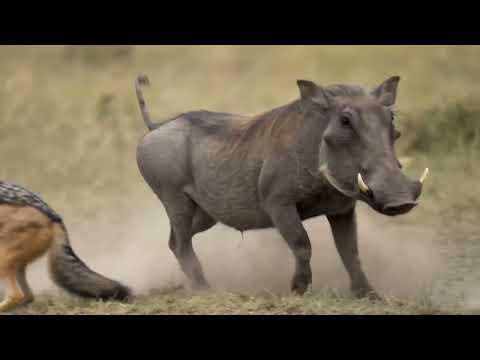 Jackals Success Rate Reached 5 6 Piglets