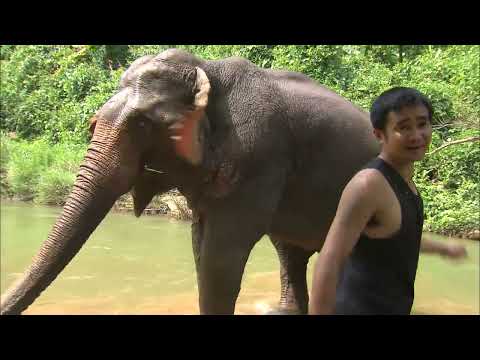 Un éléphant comme livreur au Laos