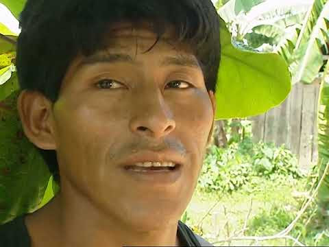 La coca la plante sacrée de Bolivie