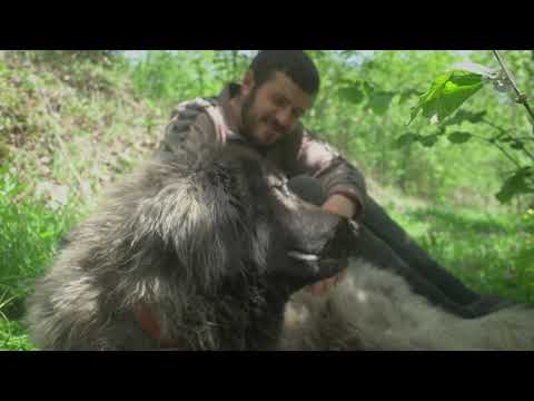Çoban Hasan ve köpeği Duman Belgesel 4K