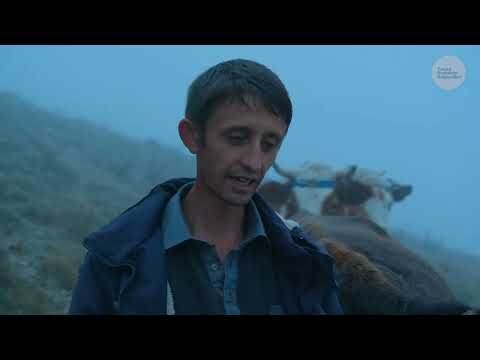 Gökmen in İnekleri ve Yayla Hayatı Belgesel 4K