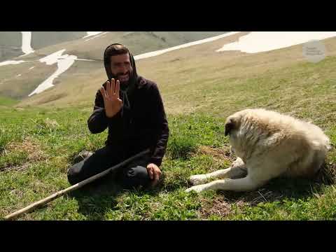 Yayladaki Keçiler ve Yaşlı Çoban Köpekleri Belgesel 4K