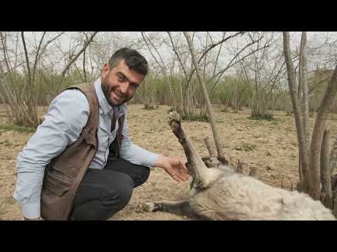 Genç Çoban Hüseyin ve Keçi Sürüsü Aşkı Belgesel 4K