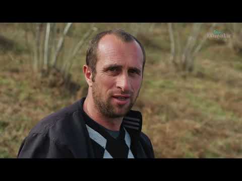 Kışın Çobanlık Kuzulama Dönemi Belgesel 4K