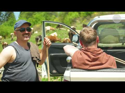 Yaylacı Kardeşlerin İneklerle Göçü Belgesel 4K