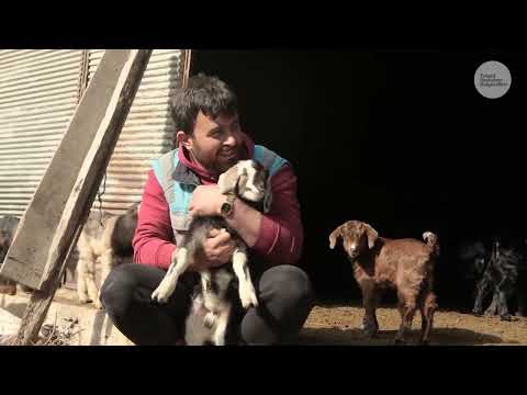 Dağ Keçisinin Akrabaları Anaforit Keçiler Belgesel 4K