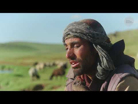 Afgan Çobanın Göç Hikayesi ve Yayladaki Hayvan Sürüsü