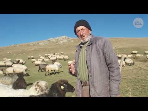 Çoban Mustafa ve Yayladaki Koyun Sürüsü Belgesel 4K
