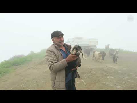 Akalu ve Keçilerin Yayla Yolculuğu Belgesel Film
