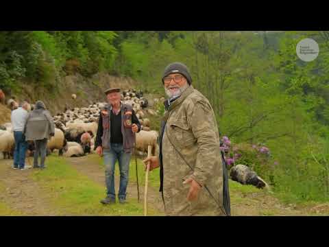 Bulutların Üstünde Göç Belgesel