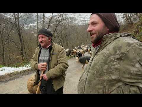 Soğuk ve Karlı Günde Keçi Çobanlığı Belgesel Film
