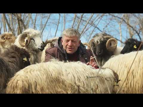 Çoban Adil ve Sürüsü Belgesel 4K
