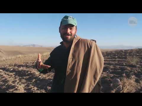 Erciyes Dağı Eteklerinde Koyun ve Keçi Beslemek Belgesel 4K