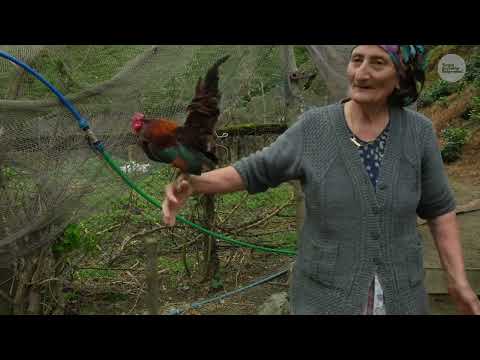 Çoban Ailenin Yaşamı Dağların Emaneti Belgesel Film