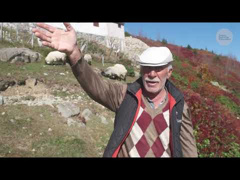 Sonbaharda Yayla Çobanlığı Belgesel 4K