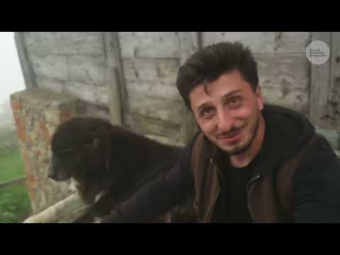 Yaylaların Aslanları Karadeniz Çoban Köpekleri Belgesel 4K