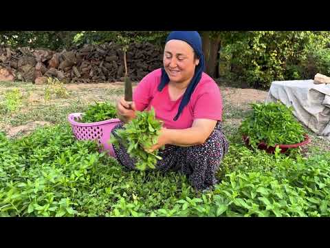 Üzümlerimizi Arılardan Nasıl Koruduk Bahçede Öğlen Yemeği