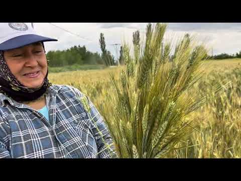 Köyde Sabah Kahvaltısı Tarla Bitimi Dolu Dolu Bir Vlog