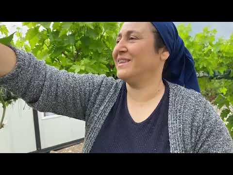HERKES SİZDEN TARİFİNİ İSTEYECEK ZEYTİNYAĞLI YAPRAK SARMASI