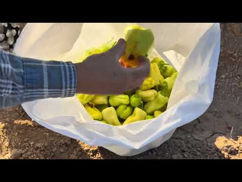 Arapgir beyaz dolmalık biberden iki çuval kışlık biber